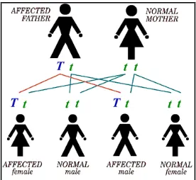 Gambar 1.  Kelainan yang diturunkan secara autosomal dominan, T mewakili gen dominan, yang menyebabkan terjadinya Sindroma Treacher Collins; t mewakili gen resesif yang merupakan gen normal14  