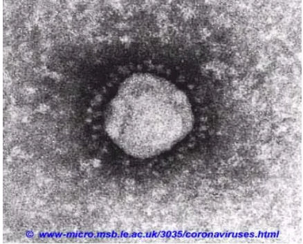 Gambar 1. Koronavirus.5