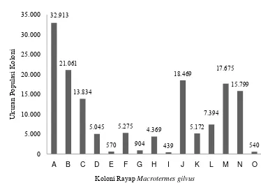 Gambar 7  Ukuran populasi setiap koloni rayap M. gilvus pada blokIII 