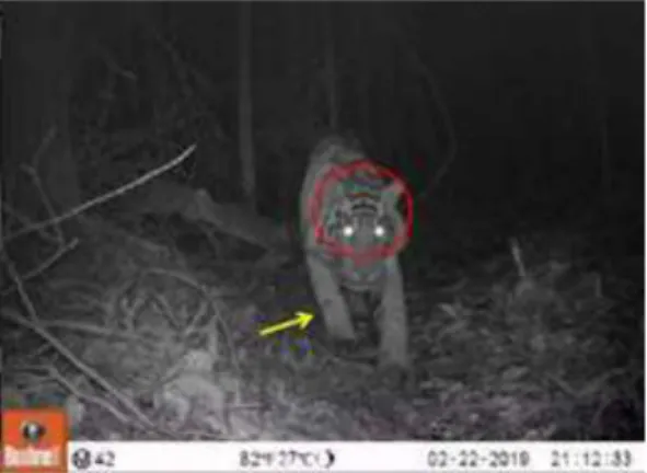 Gambar 24. Harimau Sumatera yang terekam kamera trap di TN Bukit Tiga Puluh 