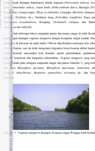Gambar 7.  Vegetasi mangrove dijumpai di muara sungai Wanggu teluk Kendari  