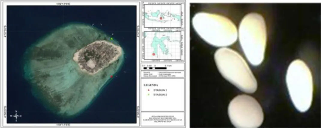 Gambar 1.  Peta lokasi penelitian P. Badi Kepulauan Spermonde ,  Gambar 2.  Larva planula hasil pemijahan buatan (Foto : S.Yusuf, 2011)