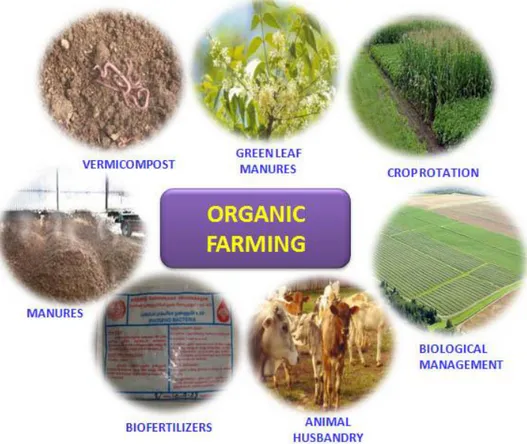 Gambar 2. Sistem Multikultur pada Pertanian Organik 