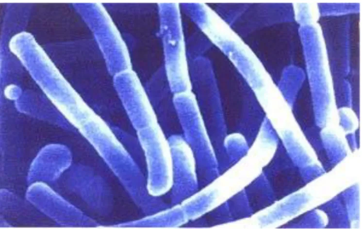 Gambar 2.3  Lactobacillus sp (Sumber:  http://textbookofbacteriology.net/lactics.html) 