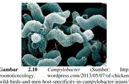 Gambar  2.10  Campylobacter  (Sumber:  http://  zoonoticecology.   wordpress.com/2013/05/07/of-chickens-wild-birds-and-men-host-specificity-in-campylobacter-jejuni/) 