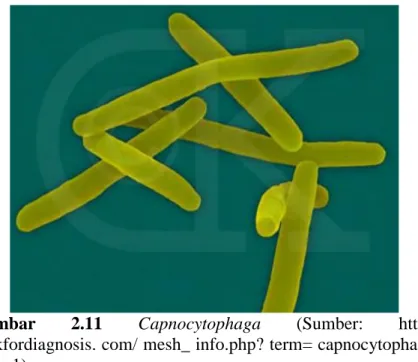 Gambar  2.11  Capnocytophaga  (Sumber:  https://  lookfordiagnosis. com/ mesh_ info.php? term= capnocytophaga&amp;  lang=1) 