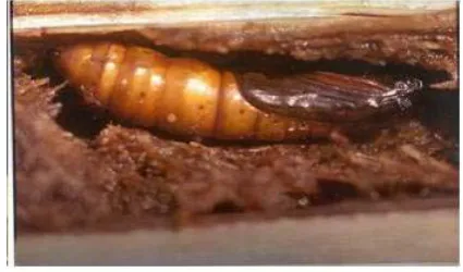 Gambar 2. Larva C. sacchariphagus 