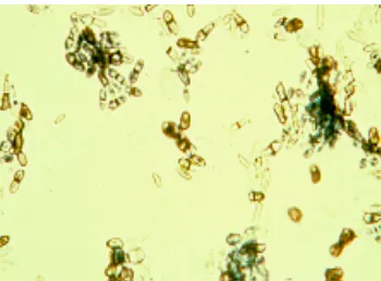 Gambaran Exophilia werneckii dibawah mikroskop 5 