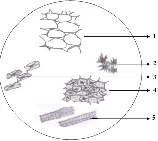 Gambar 11 Mikroskopik serbuk simplisia kulit buah rotan jernang perbesaran  10 x 40 