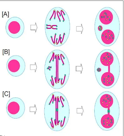 Gambar 3 Pembentukan Mikronukleus (Fenech, et al., 2011). 