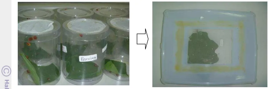 Figure 1 Rearing of E. viginctioctopunctata in the laboratory 