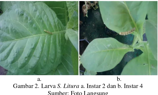 Gambar 2. Larva S. Litura a. Instar 2 dan b. Instar 4  