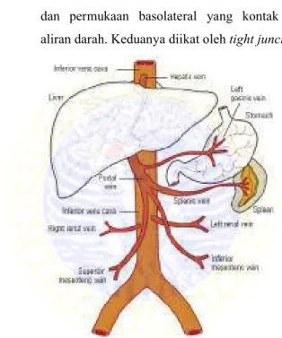 Gambar 2.4. Anatomi Fisiologi Hati (DiPiro et al, 2008) 