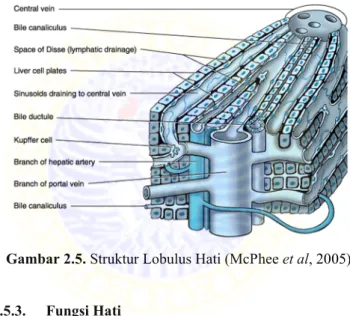 Gambar 2.5. Struktur Lobulus Hati (McPhee et al, 2005) 