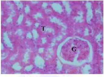Gambar 2.8. Gambaran histologi normal ginjal tikus dengan  kondisi normal. Tubulus (T) dan Glomerulus  (G) (El-Maghraby et.al, 2010) 