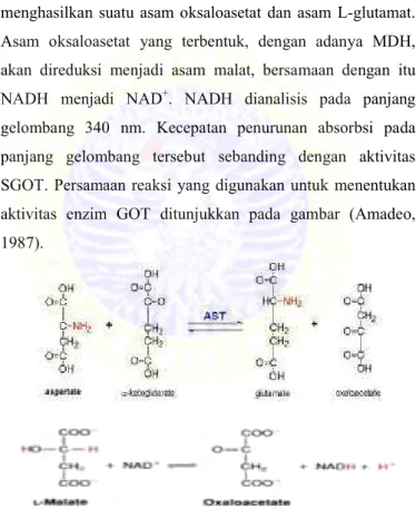 Gambar 2.9. Reaksi penentuan aktivitas enzim GOT 