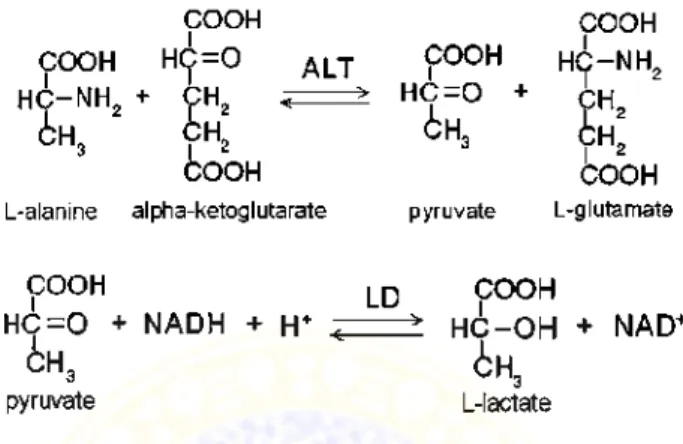 Gambar 2.10. Reaksi penentuan aktivitas enzim GPT  Keterangan  gambar:  AST  (alanine  aminotransferase)  atau  GPT, LD (laktat dehidrogenase) 