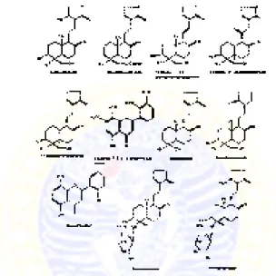 Gambar 2.2.Beberapa senyawa yang terkandung dalam  Andrographis paniculataHess. (Chao et.al, 2010; Hiranjan 