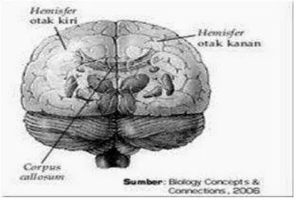 Gambar 2.1 Hemisfer Serebral Sumber: Biology Concepts and Connection, 2006 