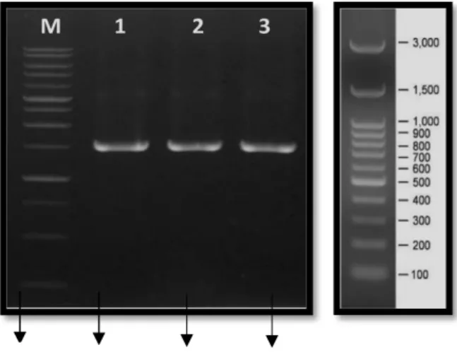 Gambar 4.3  Visualisasi hasil amplifikasi gen 16s rRNA isolat MB1AP1, MB2AP1,      dan MB3AP2 pada konsentrasi 1% gel agarose