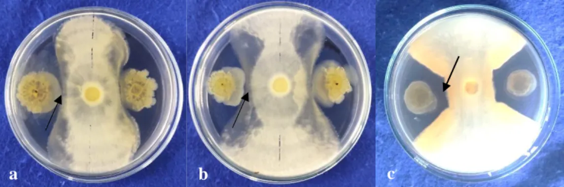 Gambar 4.5   Uji antagonis bakteri Rhizobium umur lima hari terhadap G. boninense    pada medium PDA+Yeast Extract yang diinkubasi selama 5 hari pada  suhu  ±28 °C  