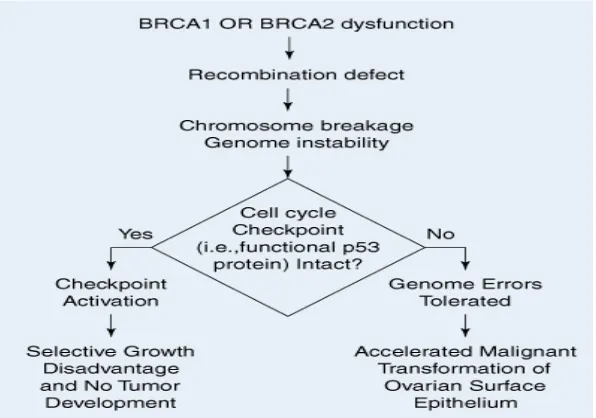 Gambar 3. Disfungsi BRCA 1 dan BRCA 2 