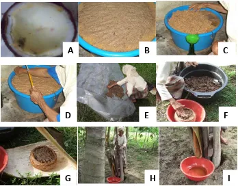Gambar 2.1  Tahap proses pembuatan pliek u. (A) buah kelapa yang sudah dibuang airnya dan dibiarkan selama 4-5 hari; (B,C,D) daging buah kelapa yang sudah dikukur dan dibiarkan 5 hari sampai keluar minyak (minyeuk simplah); (E,F,G,H,I) proses penjemuran, pemeraman dan pemerasan untuk memperoleh minyak (minyeuk brok) dan pliek u (Nurliana, 2009) 