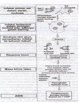 Gambar 3. Patogenesis AIDS 