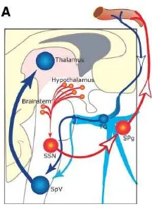 Gambar 1. Jalur parasimpatis-hipotalamus untuk aktivasi neuron SSN 