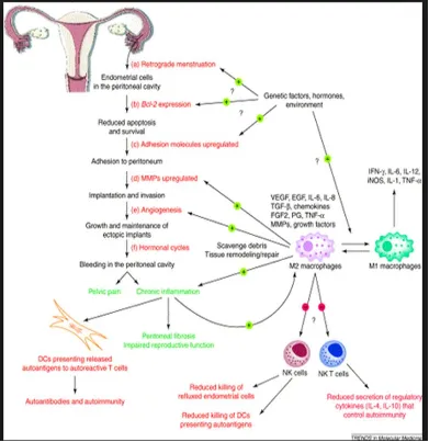 Gambar 6.Kelangsungan hidup dari Sel Endometrium di dalam   