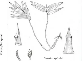 Gambar 3. Ilustrasi Bambusa multiplex Struktur spikelet Selubung batang