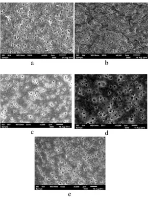 Gambar 5 Hasil SEM membran blending (a) CS 0%  (b) CA/CS 1% (c) CA/CS 0.1%-1x (d) CA/CS 