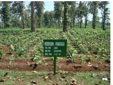 Gambar 3. Kebun pangkas yang berada di lokasi BKPH Dungus, KPH Madiun   