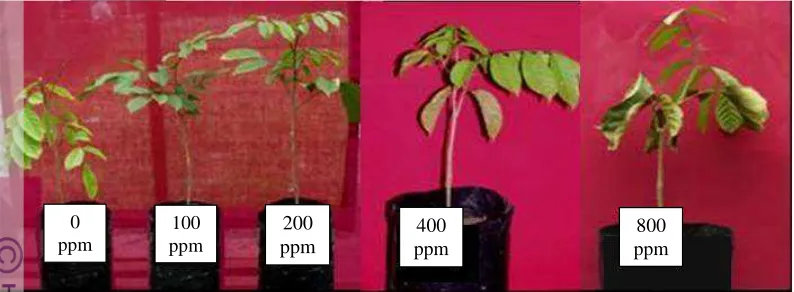 Gambar 2  Bibit duku umur 12 bulan (0, 100 dan 200 ppm); umur 6 bulan (400 ppm) dan umur 3 bulan (800 ppm) setelah pemberian pupuk N
