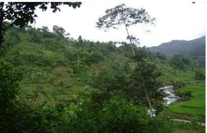 Gambar 2.2  Foto bagian Sungai Cikidang di daerah tebing 