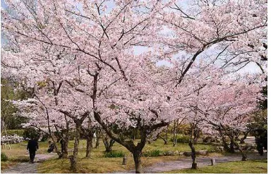 Gambar bunga Sakura di malam hari       Gambar bunga Sakura yang mekar di Ninenzaka  