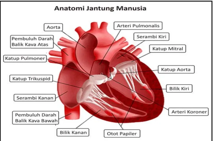Gambar 2.1. Anatomi Jantung 