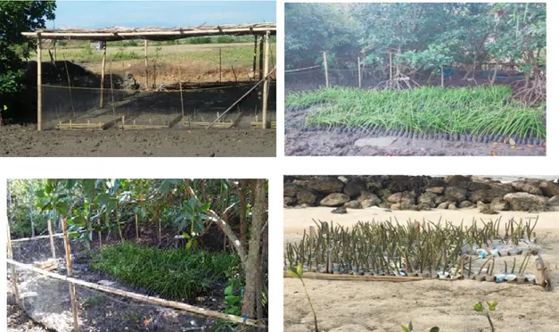 Gambar 3. Areal pembibitan mangrovedi Lantebung (Makassar) dan PPLH Puntondo (Takalar)
