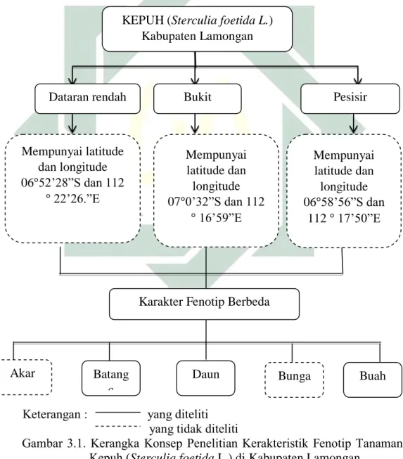 Gambar 3.1.  Kerangka  Konsep Penelitian Kerakteristik  Fenotip Tanaman  Kepuh (Sterculia foetida L.) di Kabupaten Lamongan