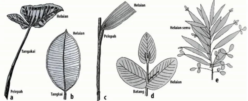 Gambar 2.4. Bentuk bagian-bagian daun  a. daun lengkap  b. daun bertangkai  c. daun berupih  d