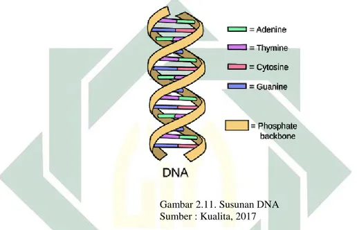 Gambar 2.11. Susunan DNA  Sumber : Kualita, 2017 