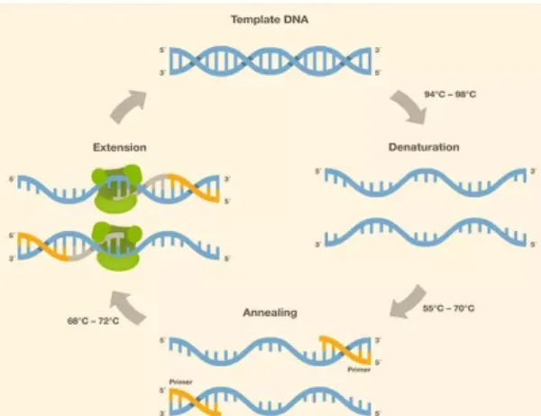 Gambar 2.12. Amplifikasi DNA siklus PCR  Sumber : Ding, 2019 