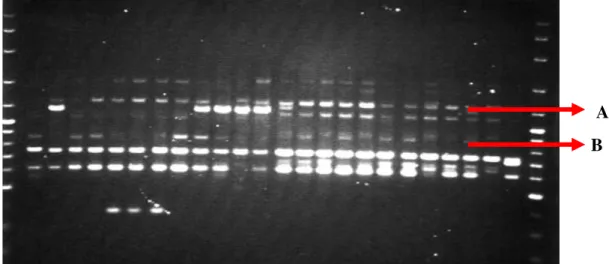 Gambar 2.   Visualisasi  hasil  PCR  pada  gel  agarose  1,2%  untuk  12  sampel  populasi  Timor  dan  12  sampel  populasi  Flores  menggunakan  penanda  OP-Q17