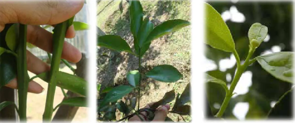Gambar 2.   (a) tunas vegetatif juvenil, (b) tunas vegetatif dewasa, dan (c) tunas campuran vegetatif generatif  [(a) juvenile vegetative shoots, (b) mature generative shoots, and (c) vegetative-generative compound 