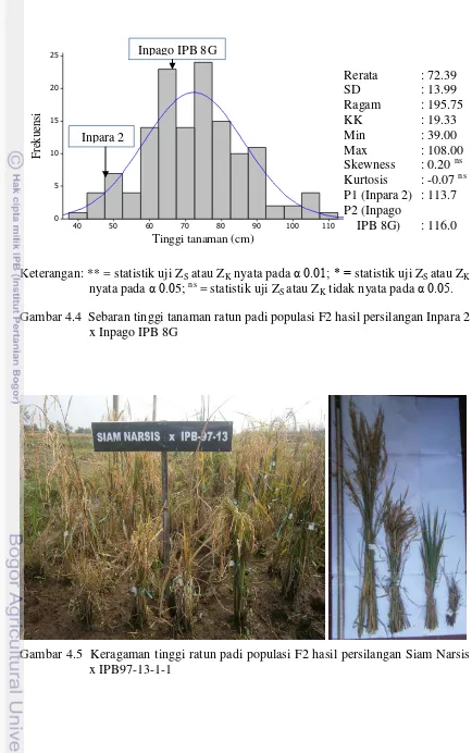 Gambar 4.4  Sebaran tinggi tanaman ratun padi populasi F2 hasil persilangan Inpara 2 