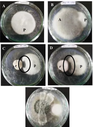 Gambar  1.  Penempatan  Jamur  Antagonis  terhadap  Phytophthora sp. pada Cawan Petri (Fety et  al., 2015) 