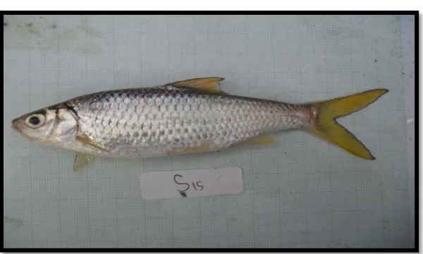 Gambar 2.1. Ikan bilih (Mystacoleucus padangensis) 