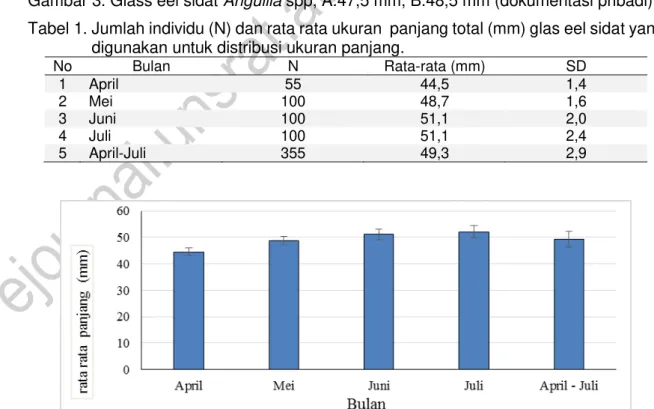 Gambar 4. Rata rata panjang ‘glass eel’ sidat dari bulan April sampai Juli 