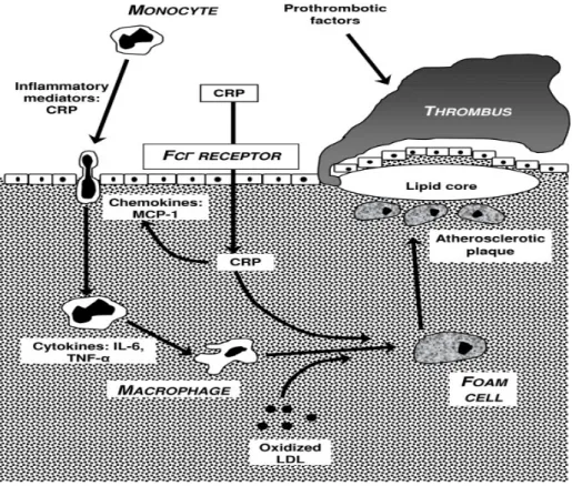 Gambar 2.4. Proses inflamasi yang terlibat pada atherosklerosis. 