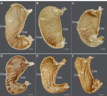Gambar  1  Gambaran  morfologi  interior  lambung  musang  luwak  kelompok Mk (A,B,C) pe rmukaan mukosa yang  memiliki lipatan mukosa (plica gastrica) yang relatif sedikit teramati   dan  kelompok TMk (D,E,F) tampak  terlihat membentuk banyak lipatan mukos
